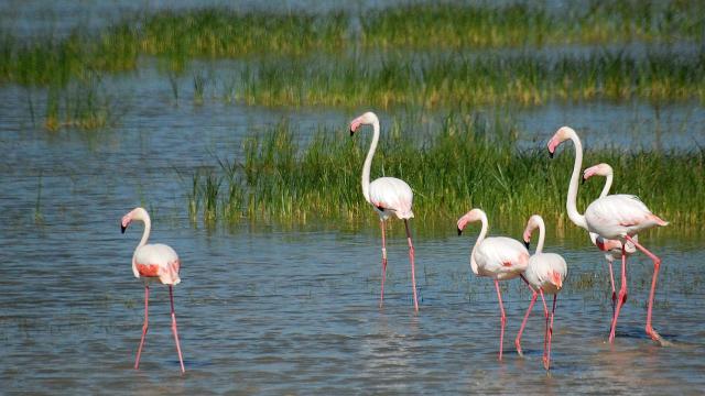 Marisma de Doñana.
