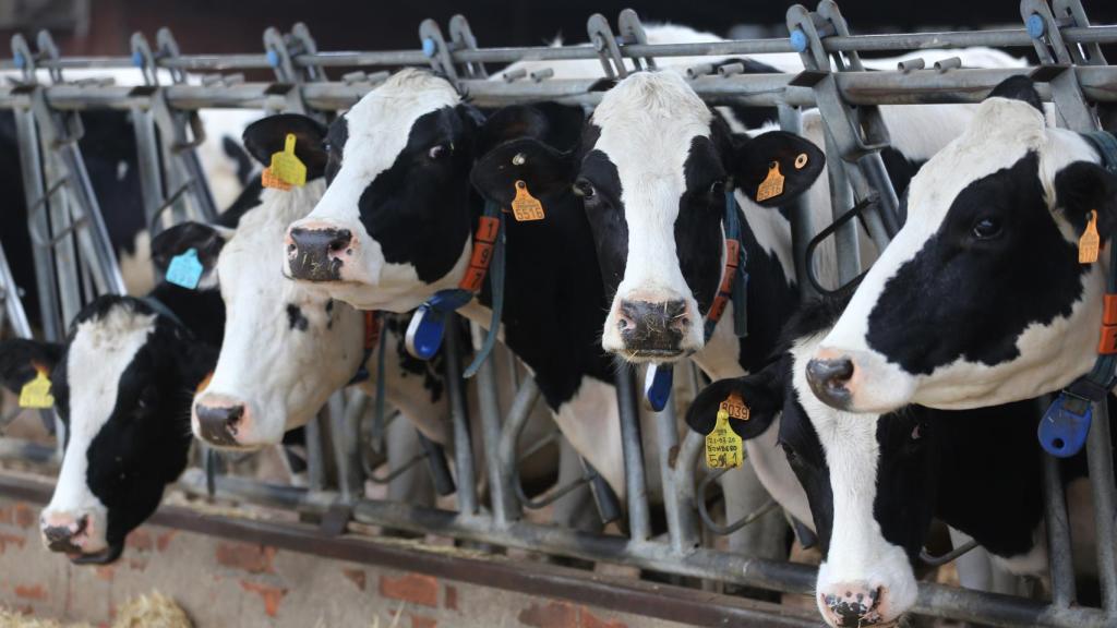 Vacas en una instalación ganadera.