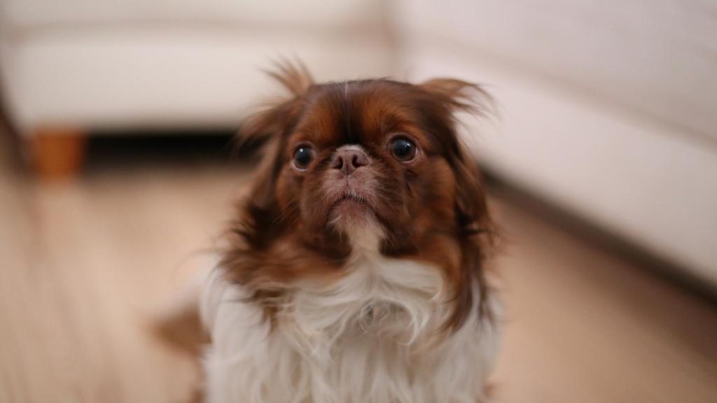 Perro asustado