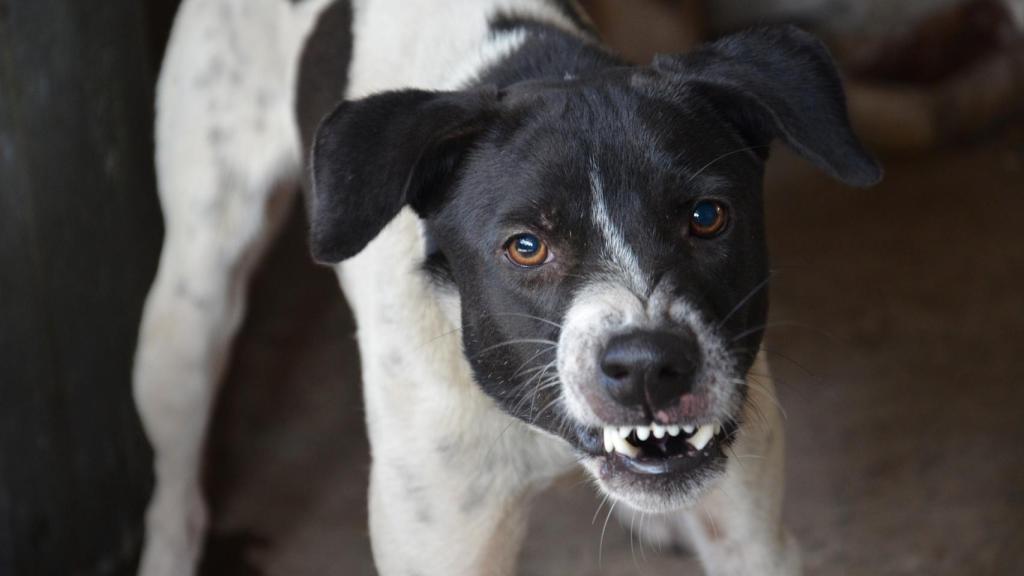 Perro enfadado