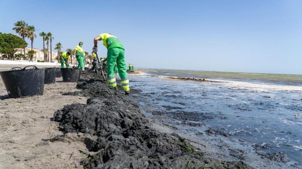 Operarios contratados de urgencia por la CARM se unen a las tareas de limpieza del Mar Menor