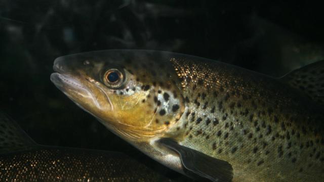 Humanizar lo que comemos