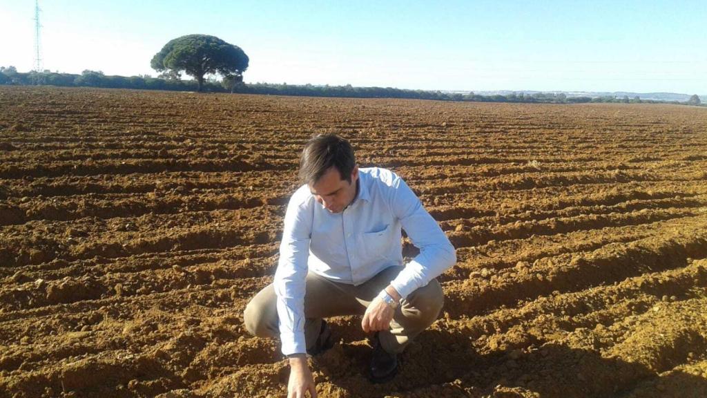 Tierra con girasol naciente.