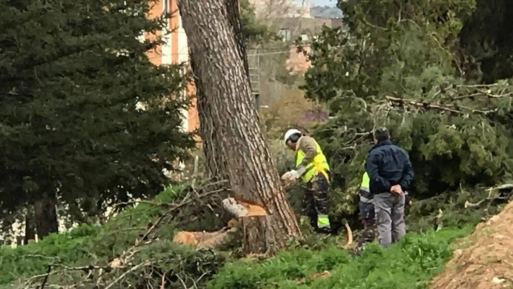 Fallece un hombre de 63 años en Villena al caerle encima el pino que estaba talando.