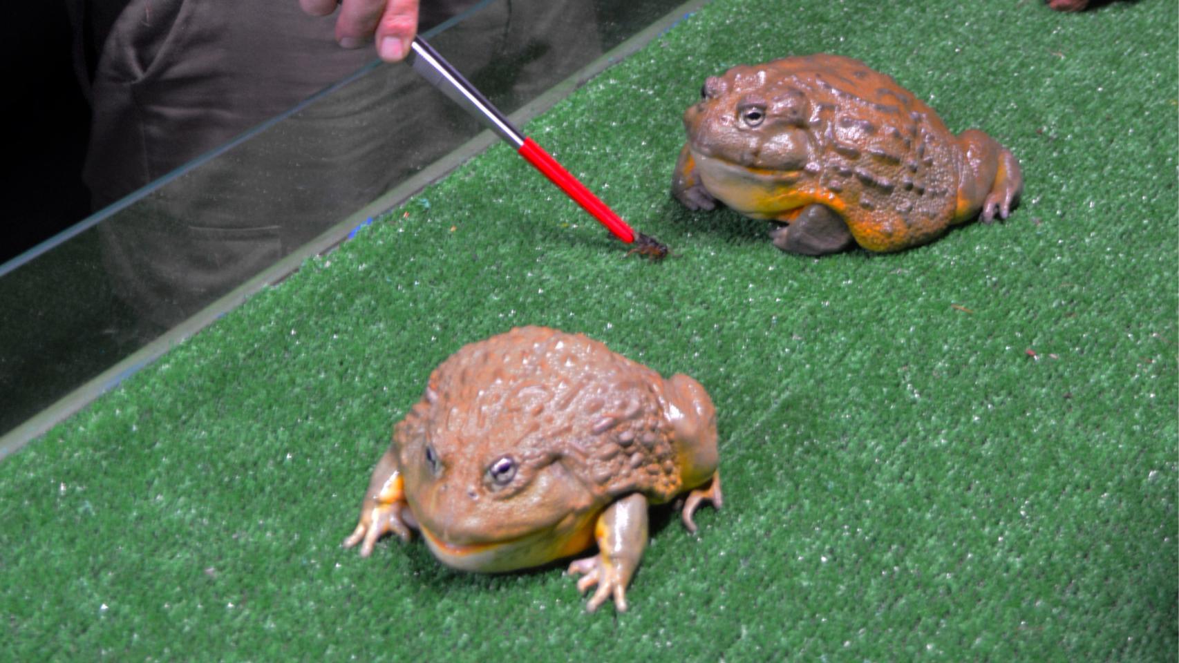 'Discovery reptiles' en Benidorm: ¿qué hacer si te encuentras una rana gigante en la naturaleza?