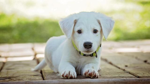 ¿Es malo tocar a los cachorros recién nacidos?