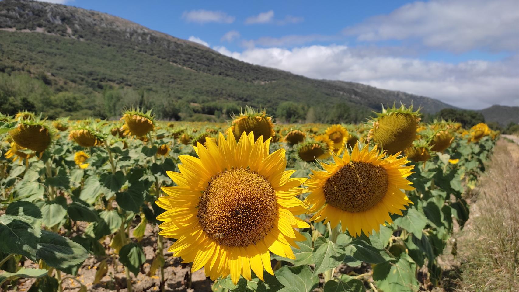 Cultivo de girasol.