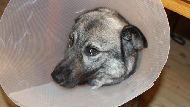 ¿Cuál es el mejor remedio casero para la sarna en perros?