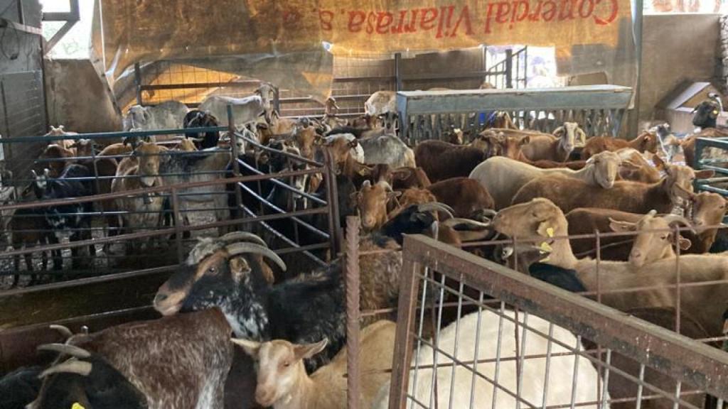 La tragedia de los ganaderos que no pueden alimentar a sus animales por la huelga del transporte