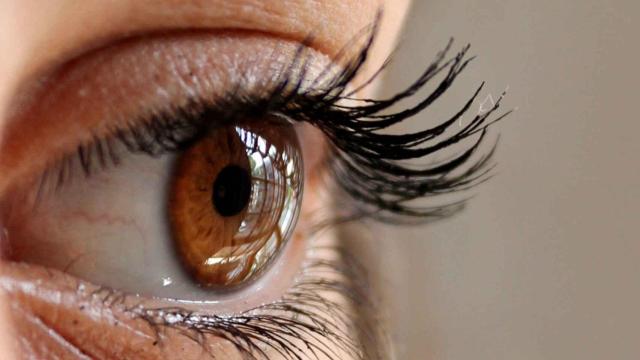 La retina se encuentra en la parte posterior del globo ocular.