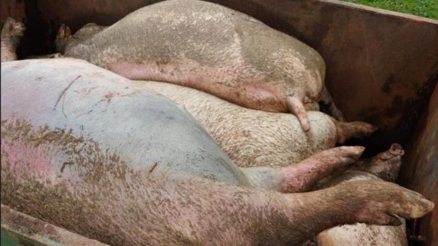 Imagen de cerdos muertos facilitada por Asaja Toledo.