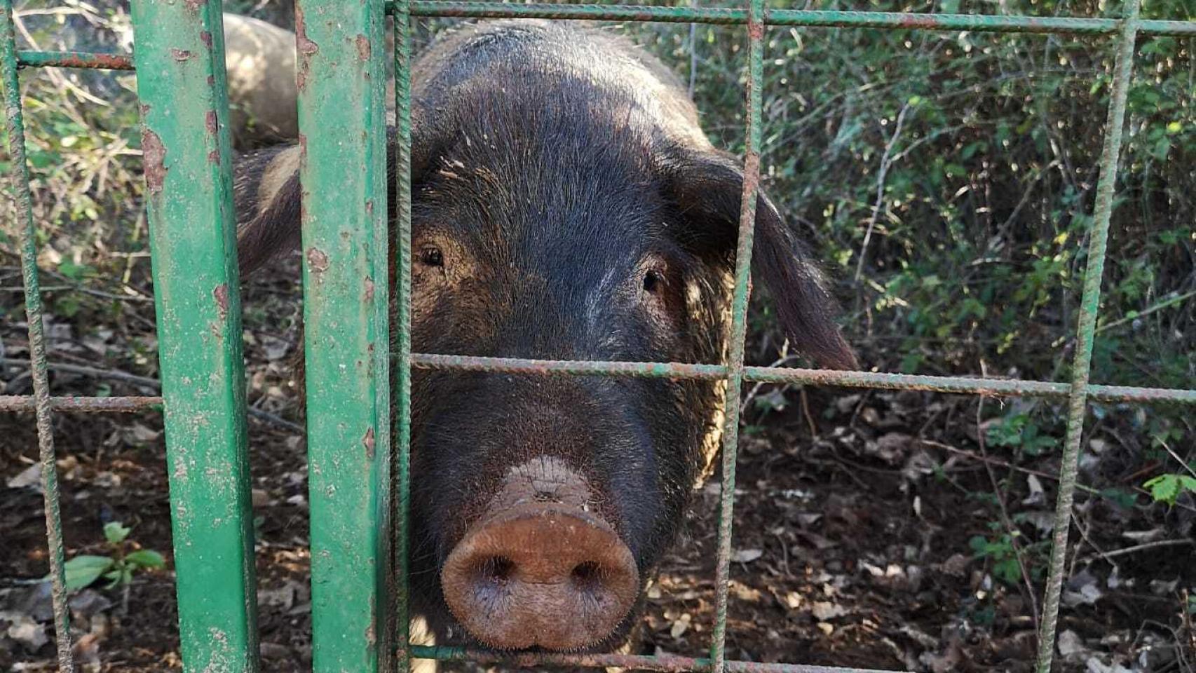 Un cerdo en una finca de Huelva.