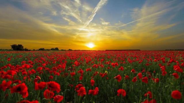 Amanecer en un campo de amapolas