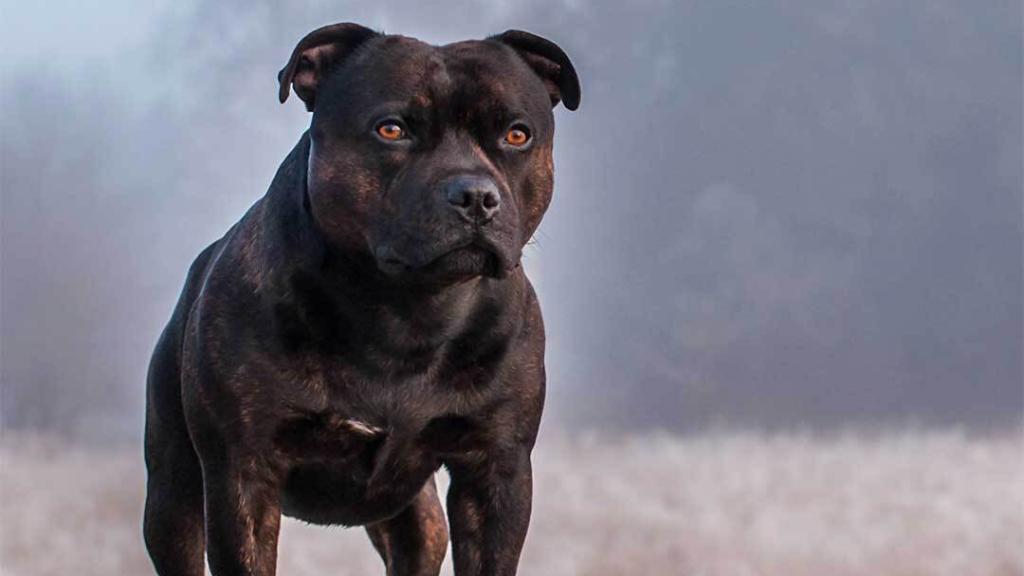 Un perro de la raza american standford en imagen de archivo.