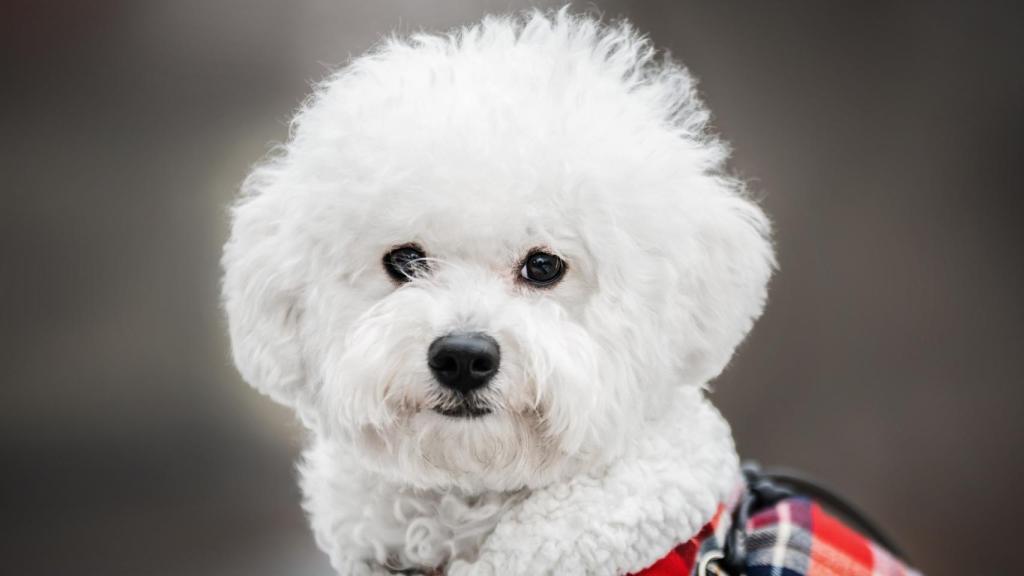 Bichón maltés
