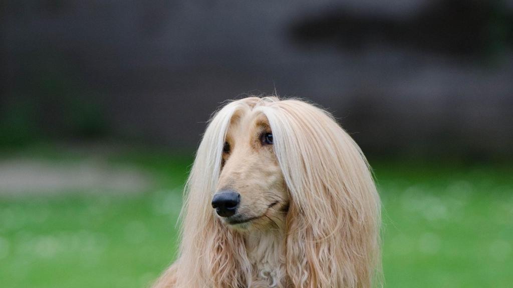 Galgo afgano