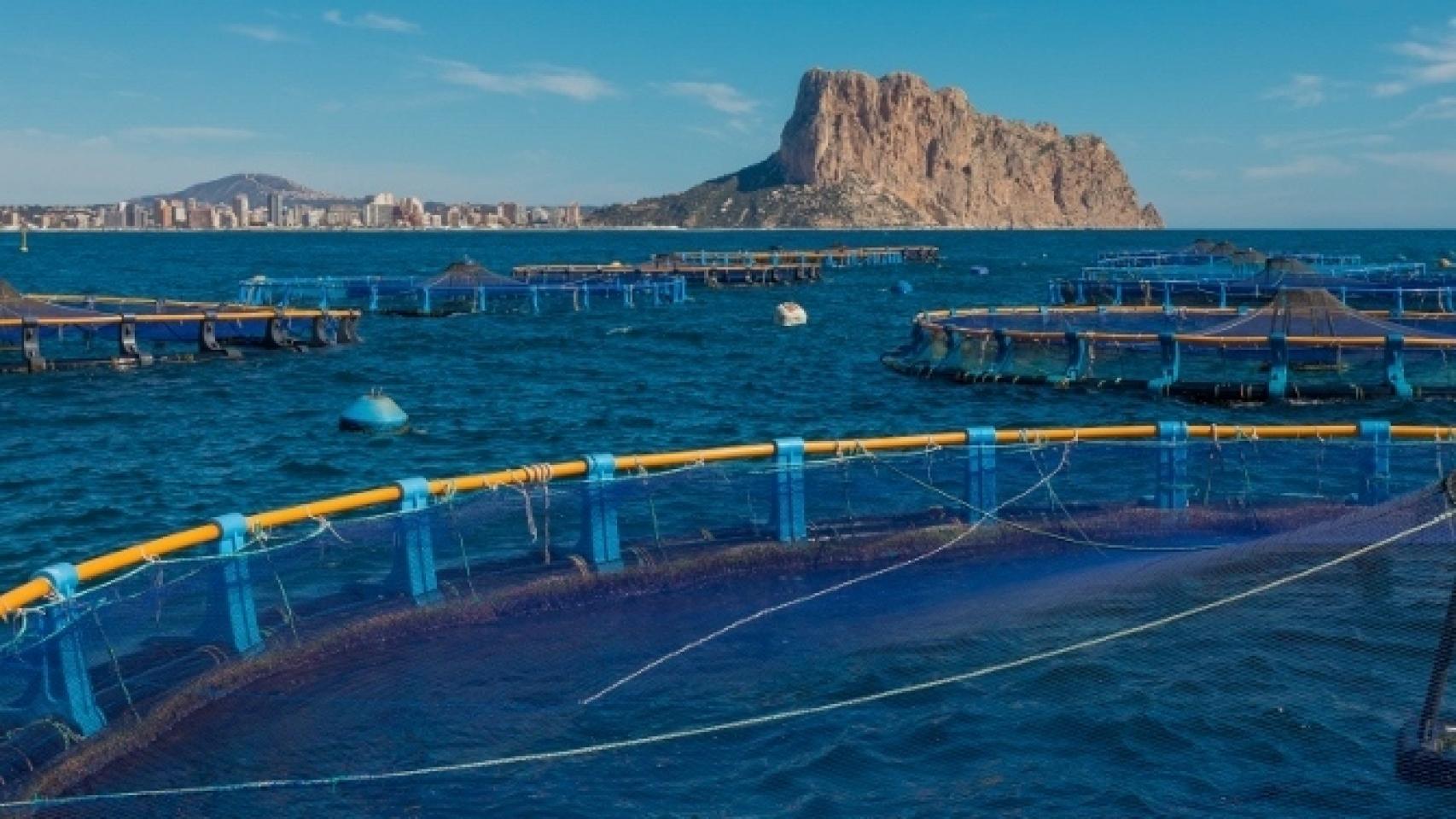 El PP y ecologistas de Calpe, contra la instalación de una macrogranja marina: Está en juego nuestro futuro