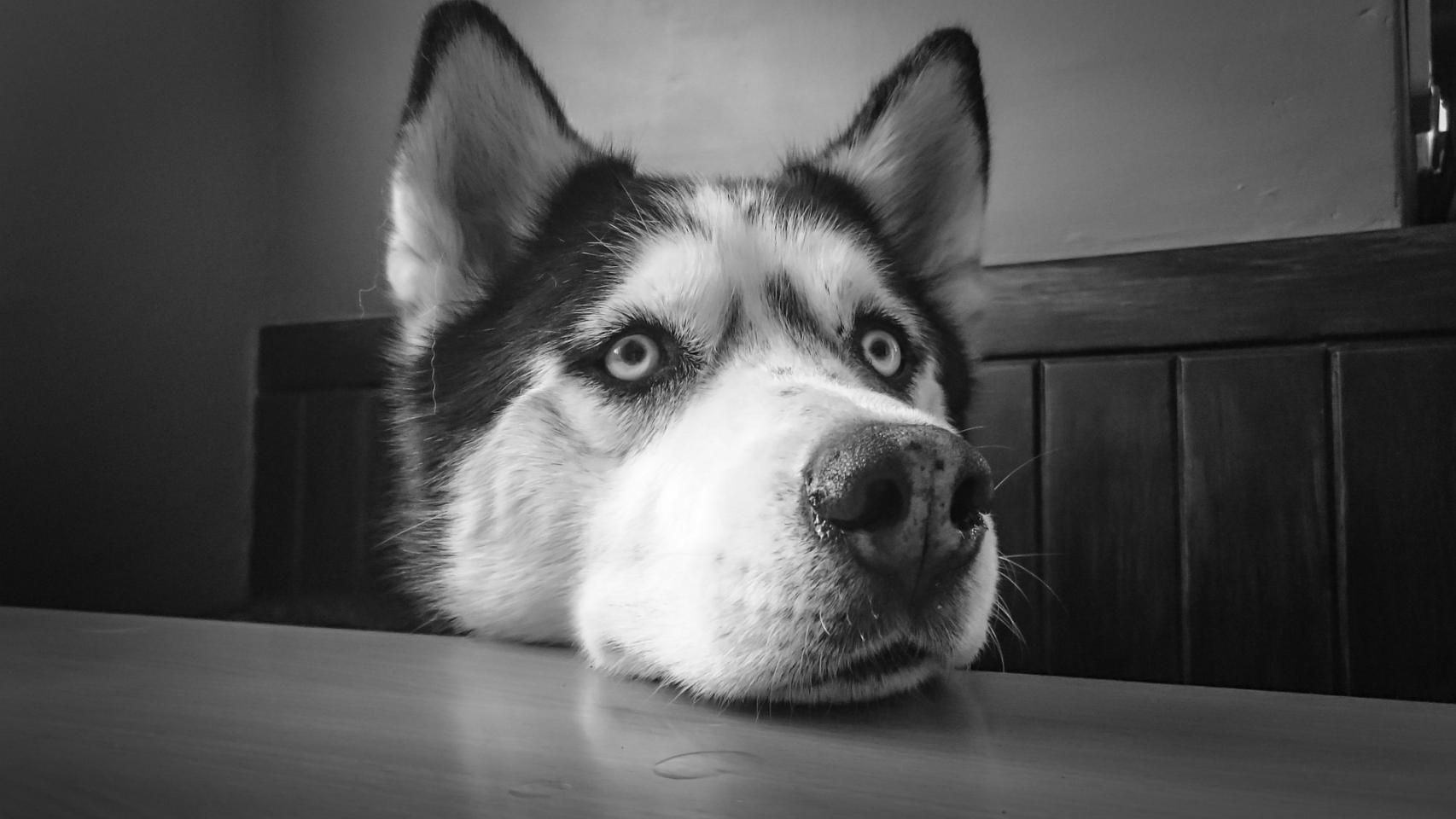 Las razas de perros más populares del mundo