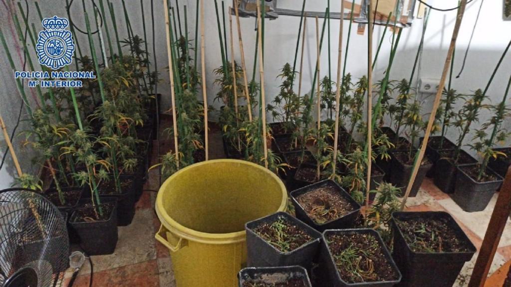 Plantación de marihuana en una vivienda del centro de Vélez-Málaga.