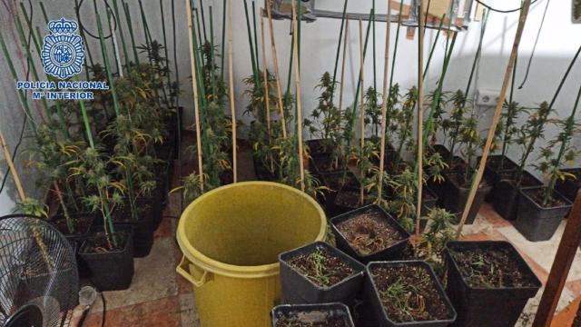 Plantación de marihuana en una vivienda del centro de Vélez-Málaga.