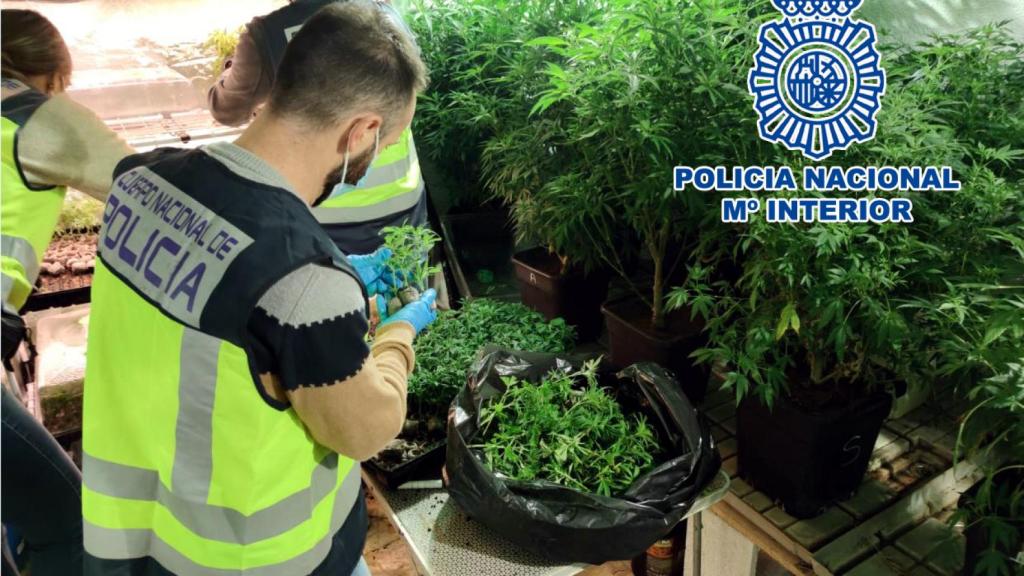 Una de las plantaciones localizadas.