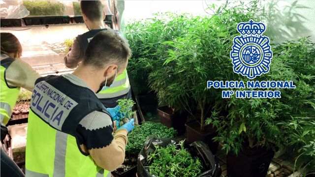 Una de las plantaciones localizadas.