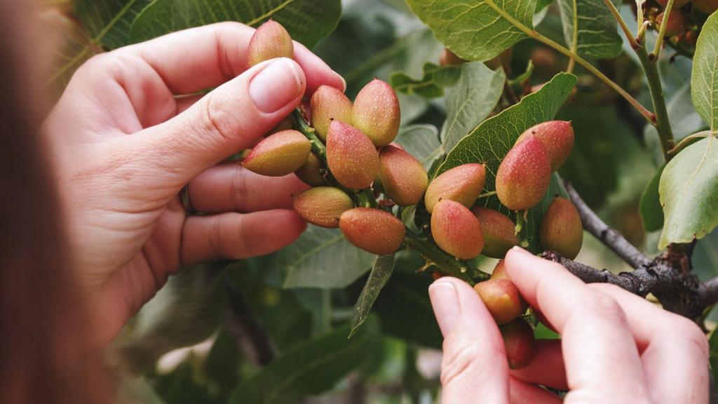 El pistacho, el cultivo de moda que inunda los campos de Castilla y León