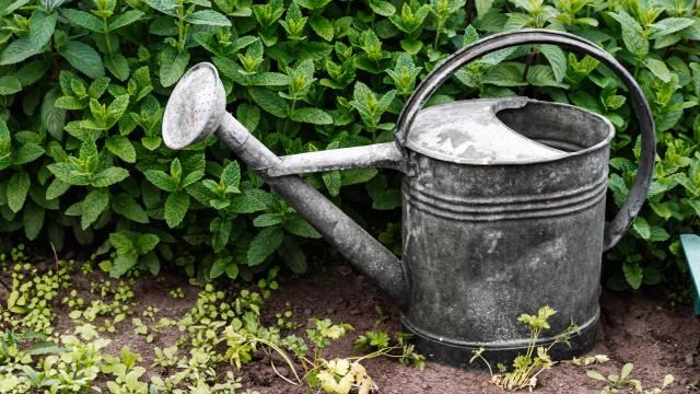 Una regadera. Foto: Karolina Grabowska en Pexels