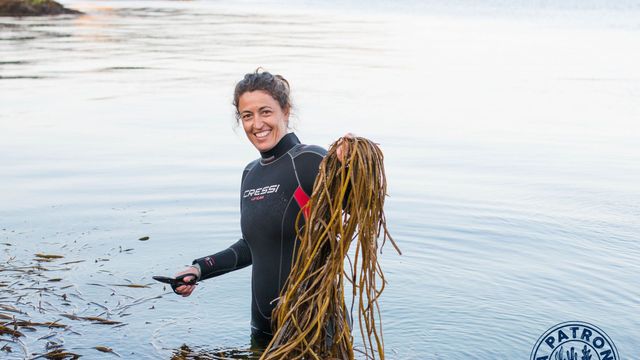 Cristina García, creadora de La Patrona, recolectando algas.