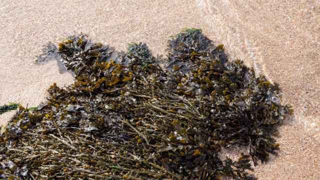 Algas en una imagen de archivo.