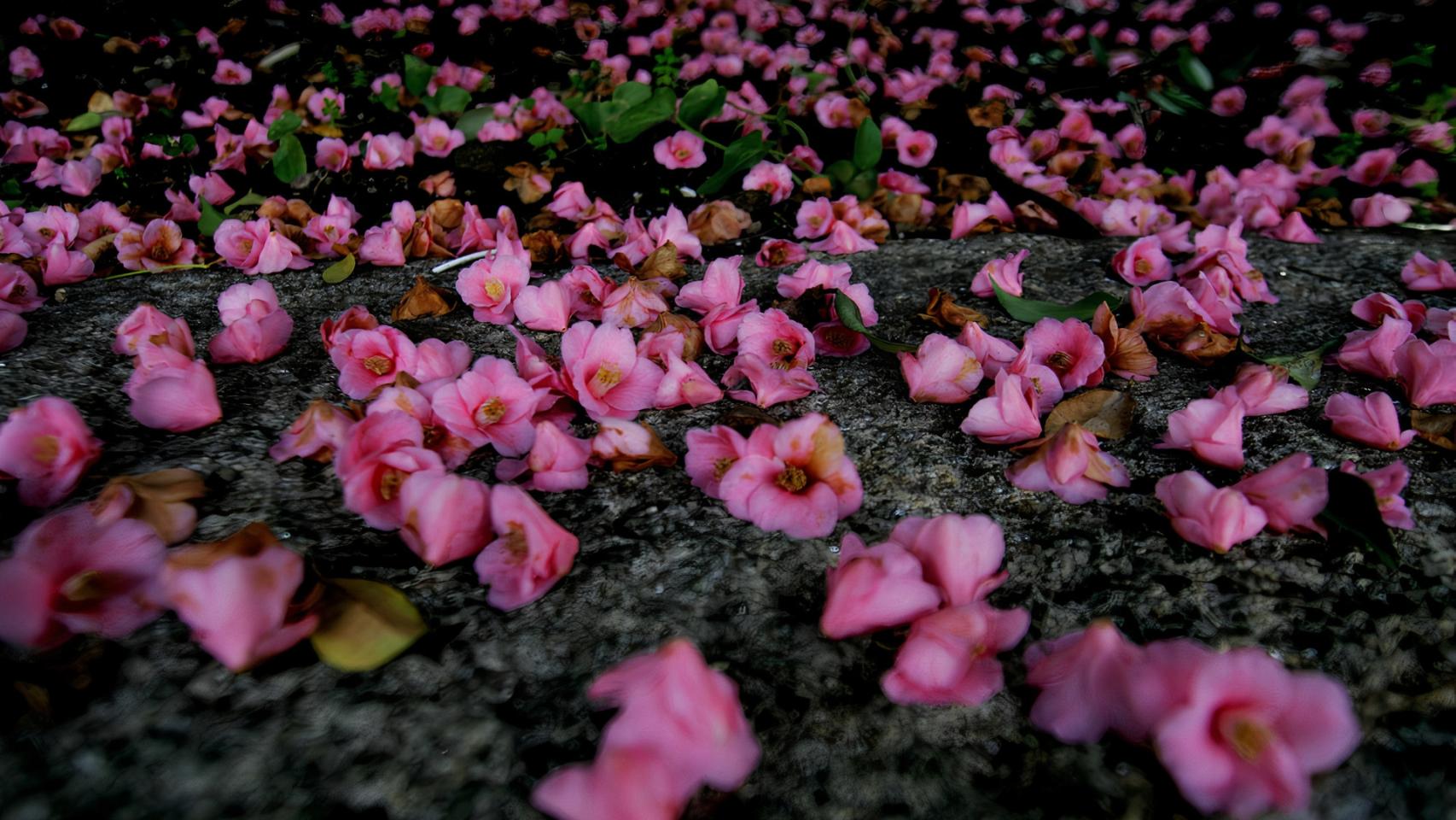 Areeiro, camelias