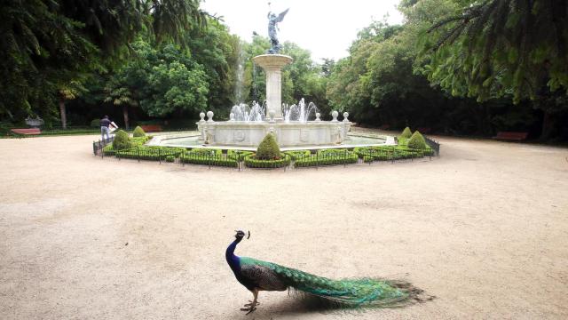 Un pavo real camina sobre los restos de nieve del temporal 'Filomena' junto a la Fuente de la Fama del Campo Grande de Valladolid
