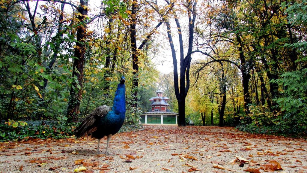 Un pavo real en el Campo Grande de Valladolid