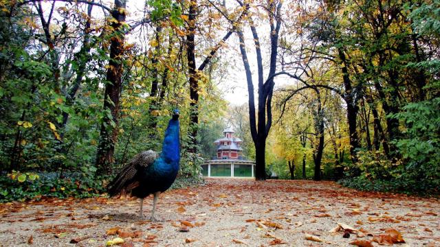 Un pavo real, el símbolo del Campo Grande.