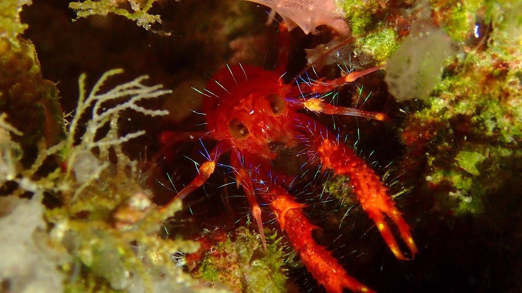 Fotografa del mar rojo 1