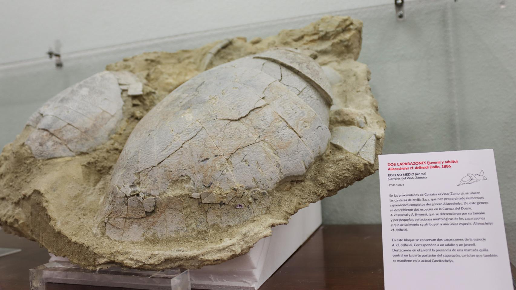 Bloque con dos caparazones de Allaeochelys, tortuga acuática muy abundante en los yacimientos eocenos de Zamora