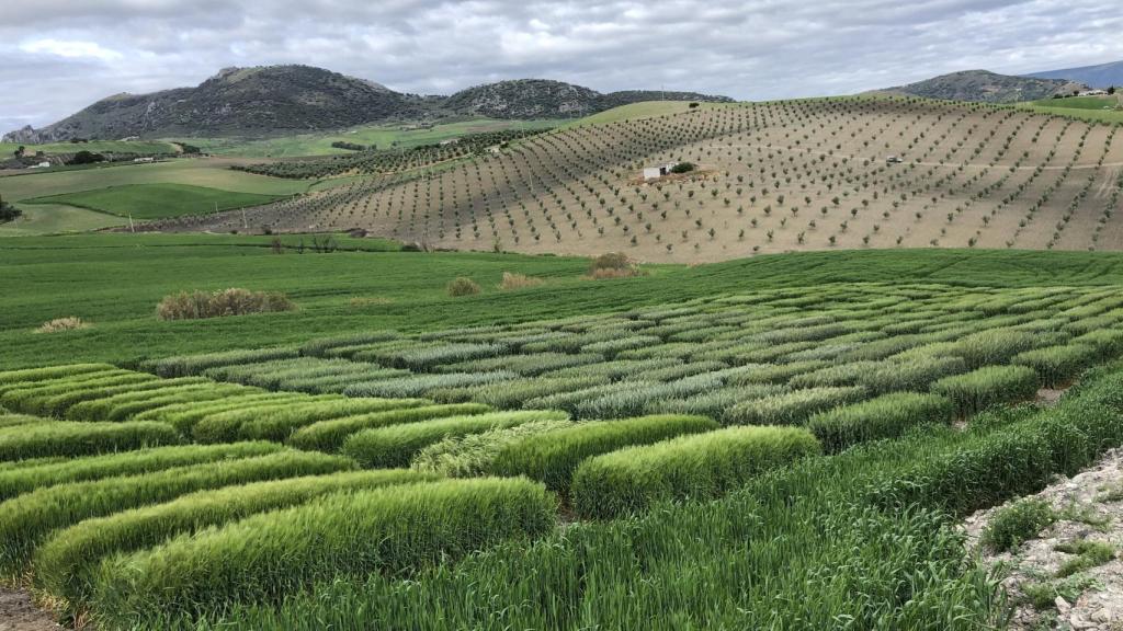 Unas tierras de cultivo.
