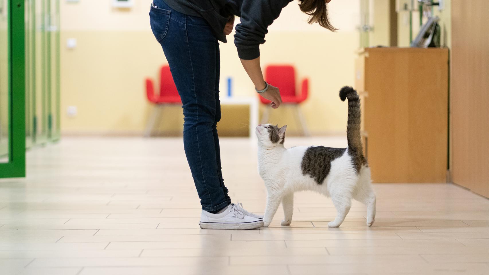 Los veterinarios valencianos se solidarizan: más de 120 clínicas atenderán gratis a mascotas de refugiados