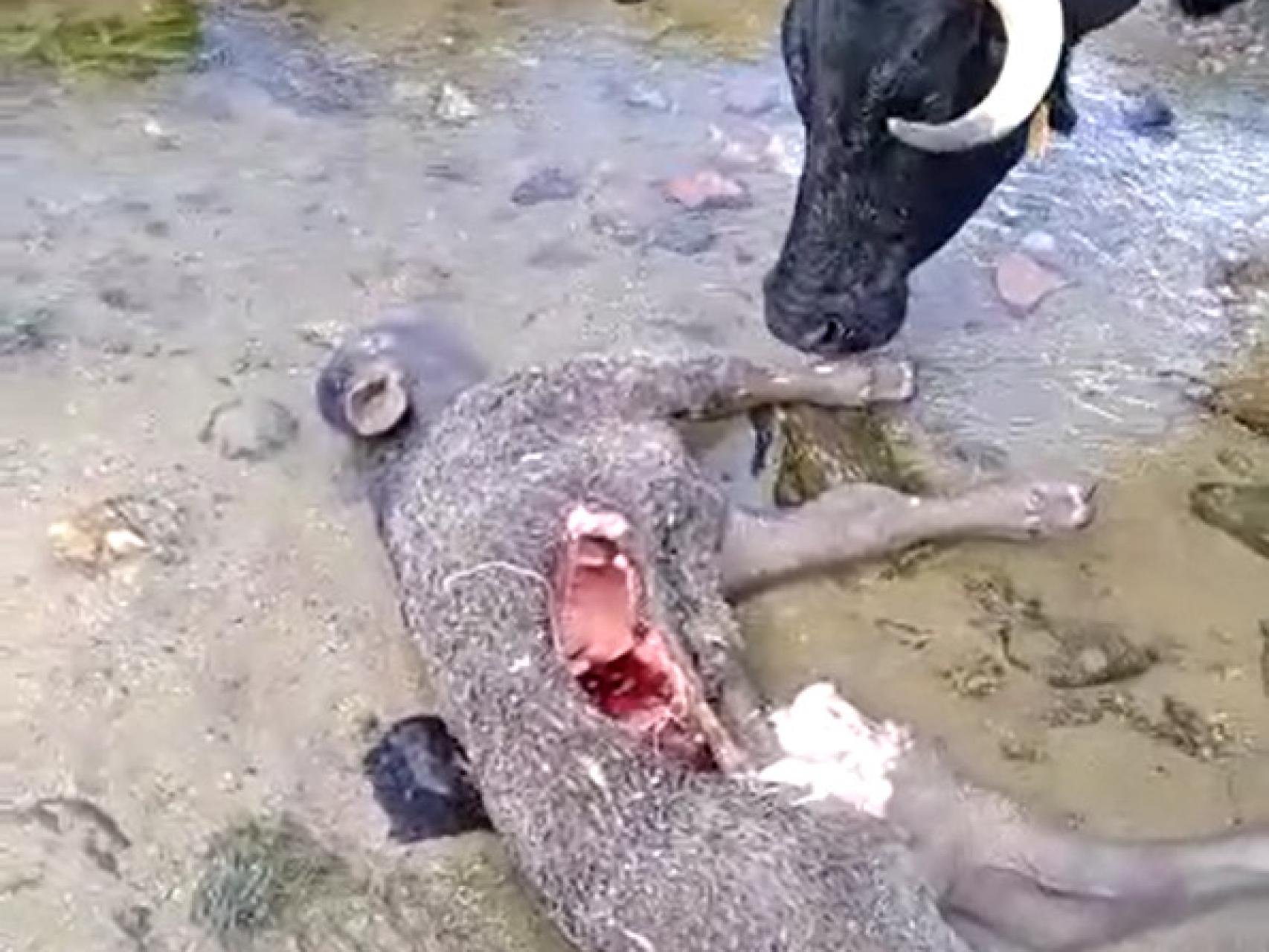 Imagen del ternero muerto en Ávila