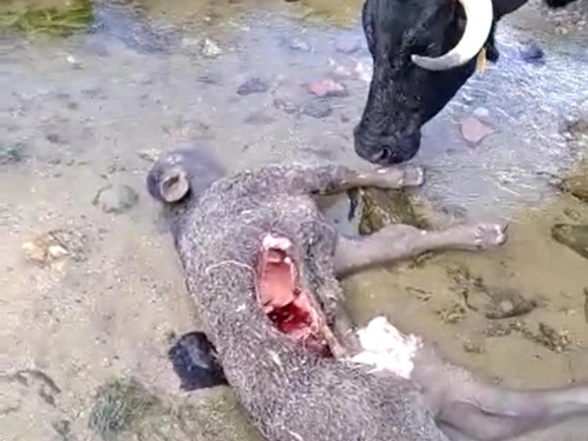 Imagen del ternero muerto en Ávila