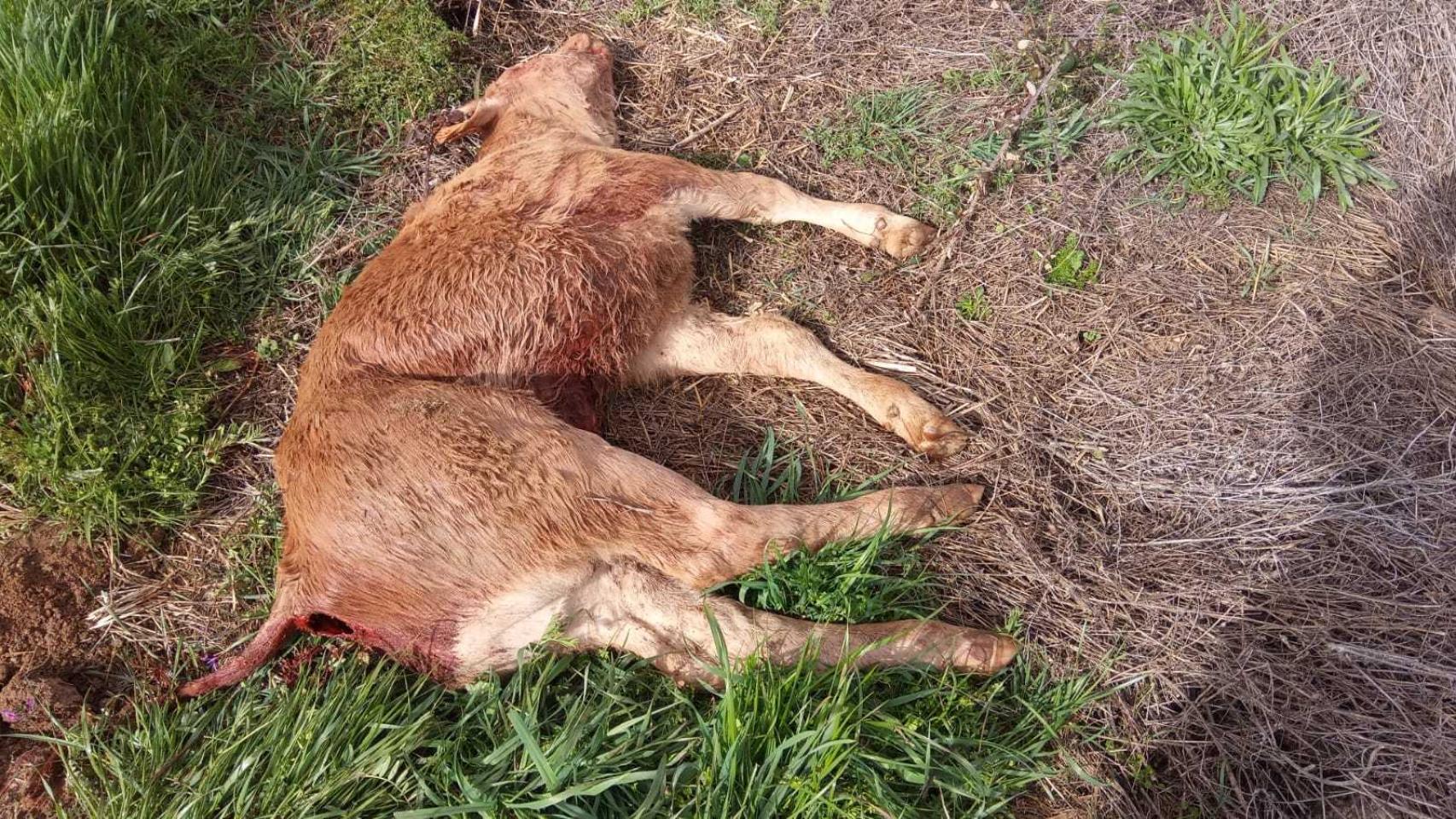 Ternera muerta en La Mata de Ledesma