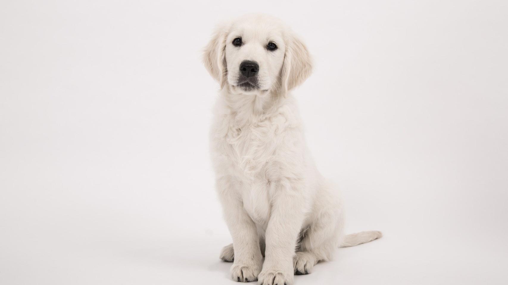 10 nombres de perros bonitos y originales
