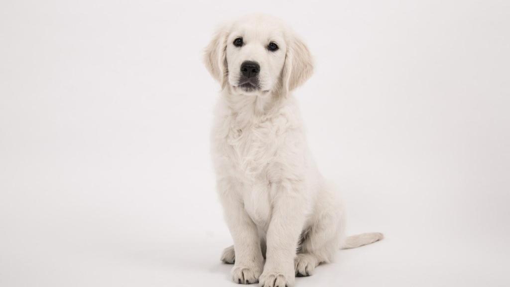10 nombres de perros bonitos y originales