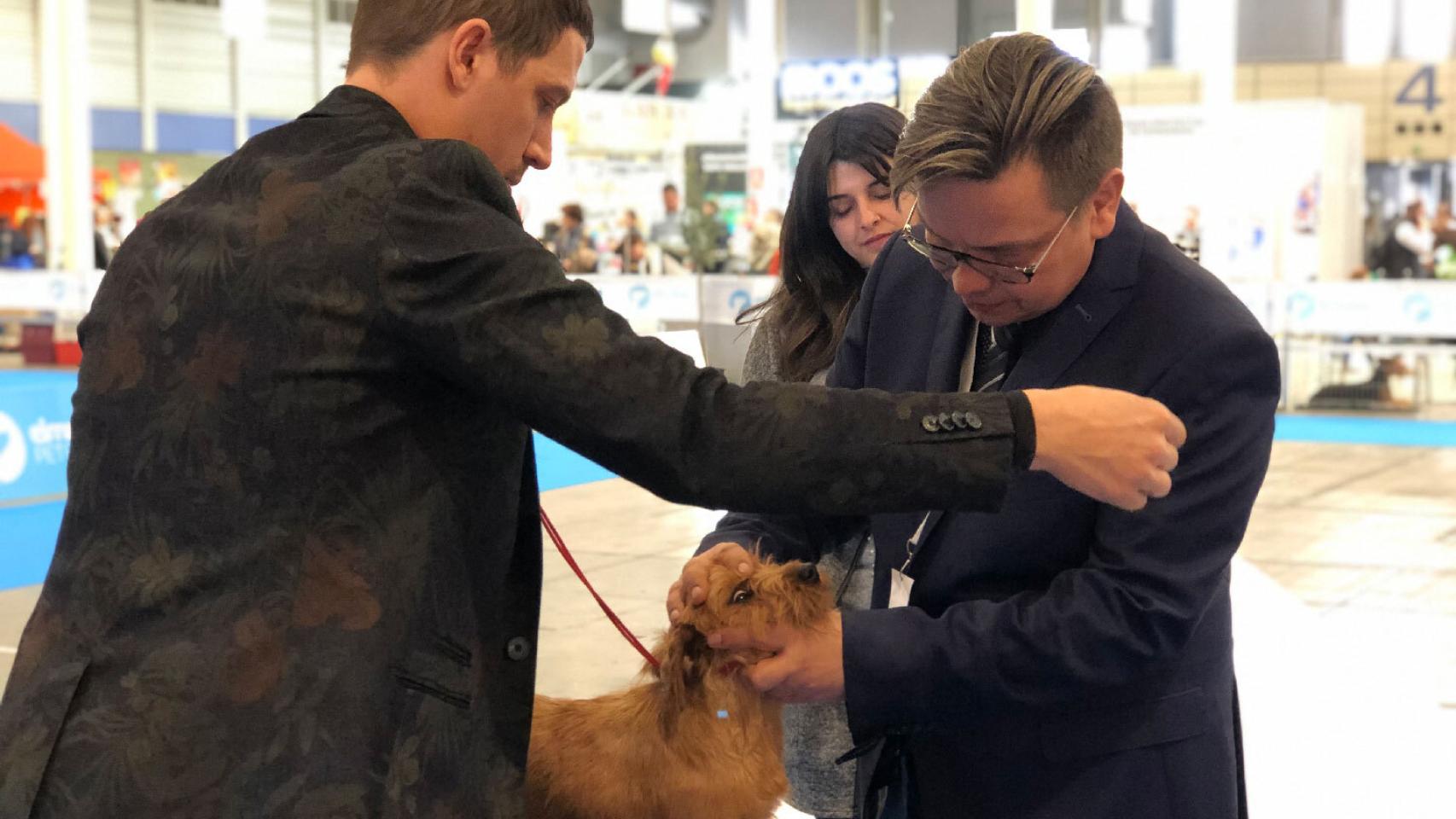 Un juez examina a uno de los perros del concurso