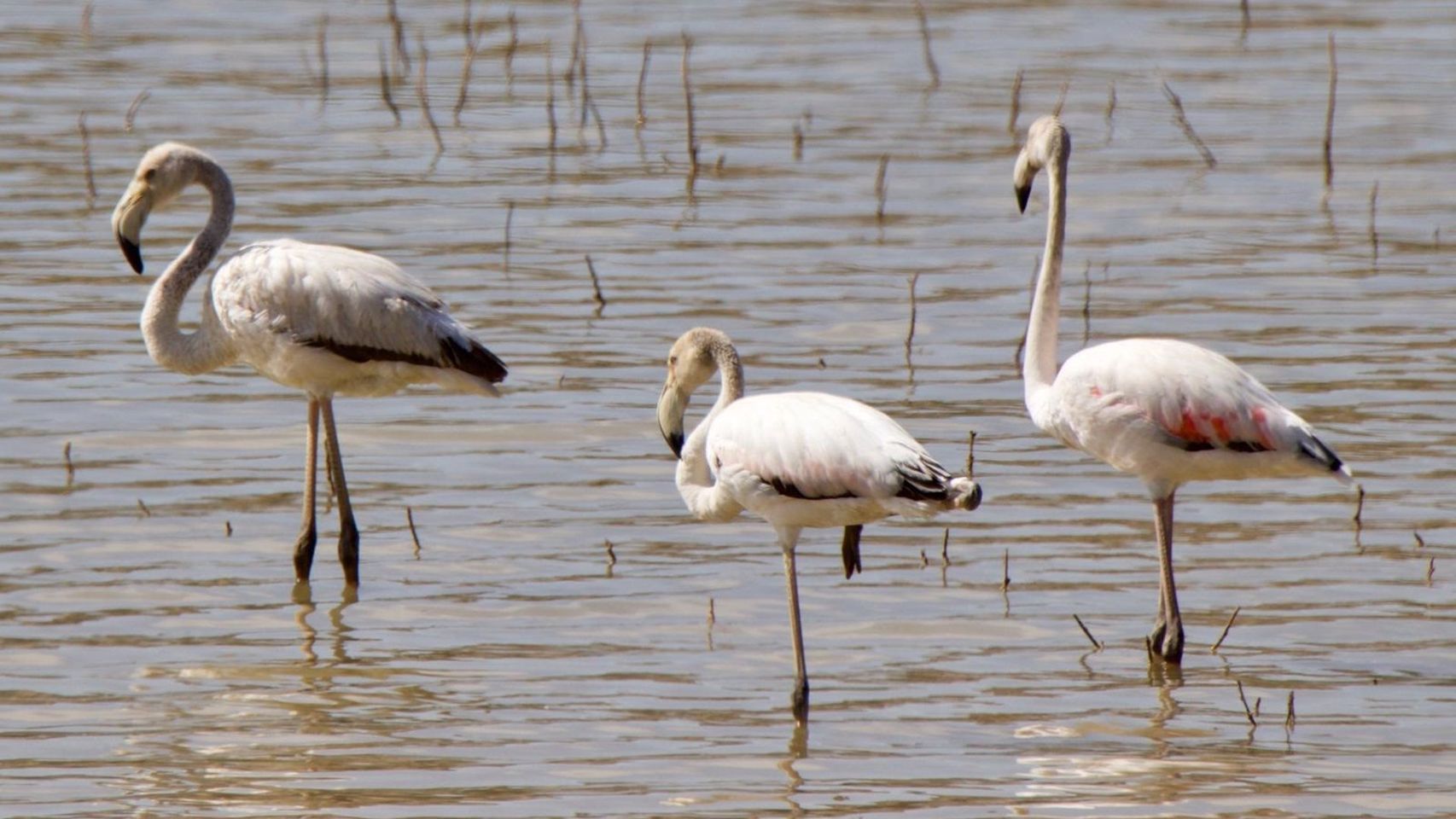 El pequeño oasis para flamencos que da vida turística a un pueblo de Guadalajara