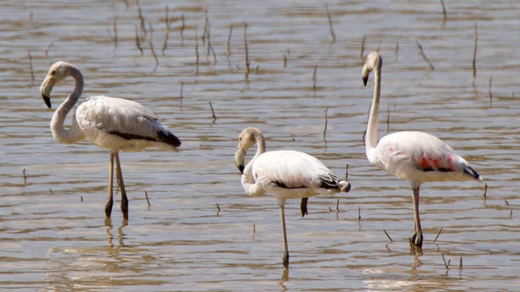 El pequeño oasis para flamencos que da vida turística a un pueblo de Guadalajara