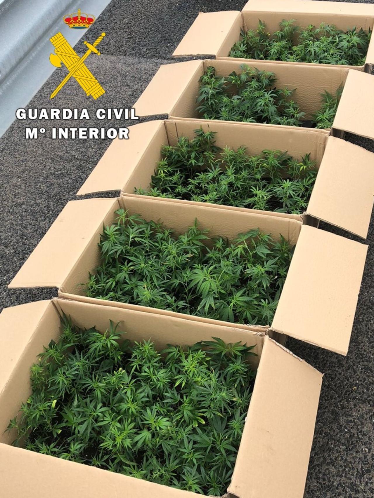 Imagen de la marihuana intervenida facilitada por la Guardia Civil de Burgos