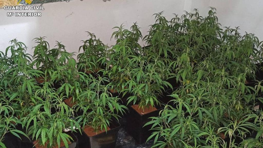 Parte de la marihuana incautada.