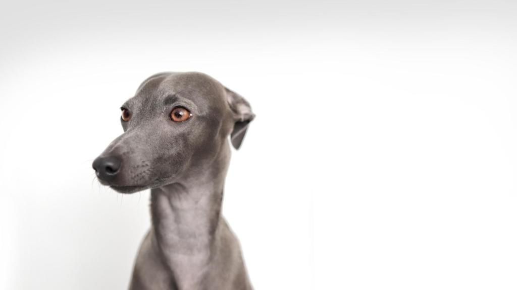 Galgo italiano