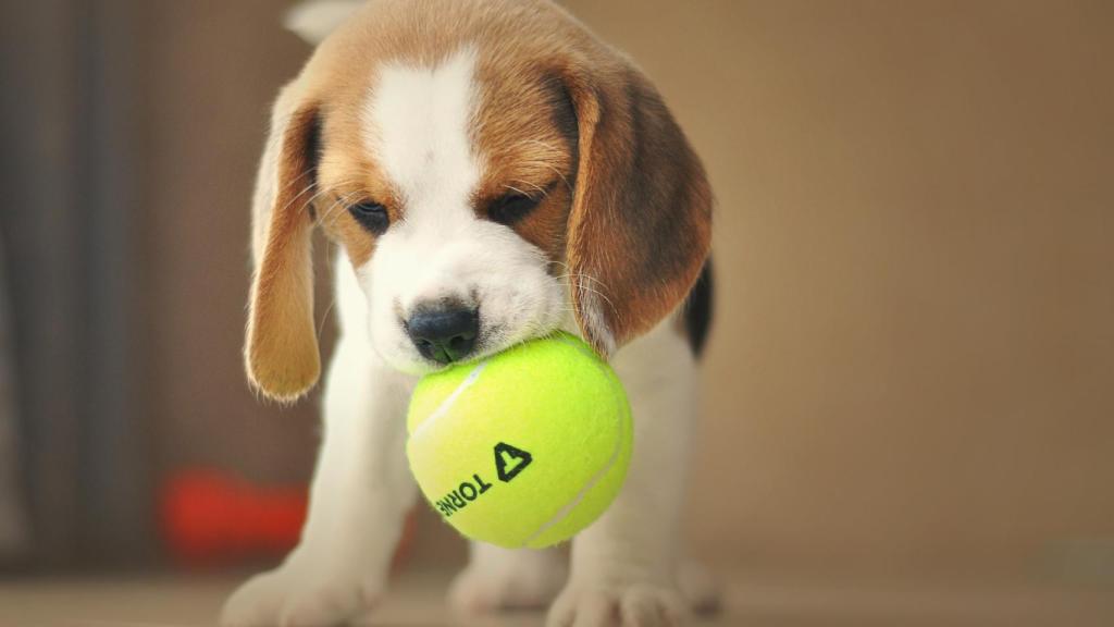 Beagle